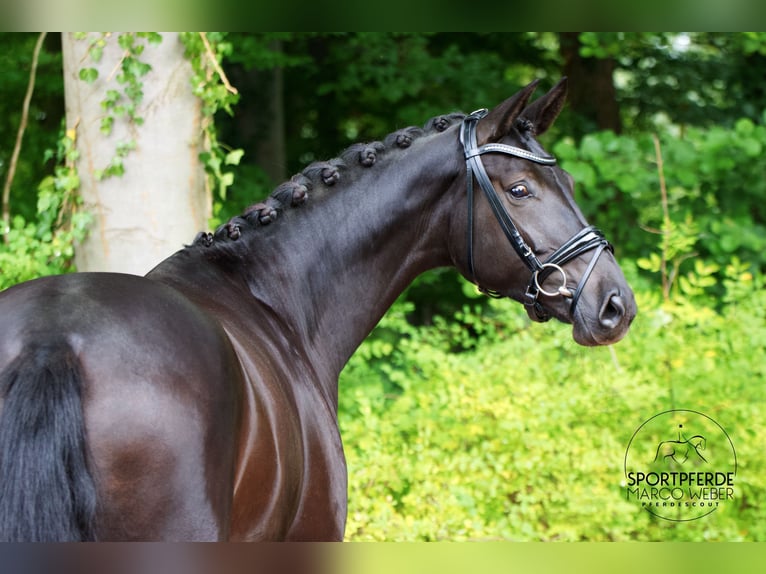Westphalian Mare 4 years 16,3 hh Black in Wallenhorst