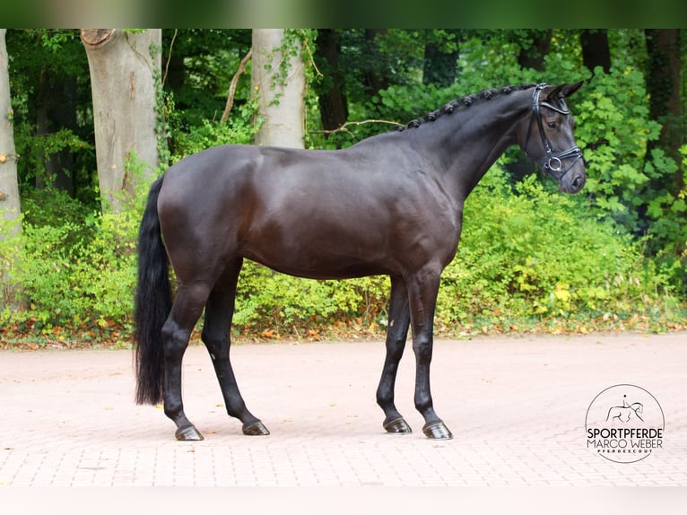 Westphalian Mare 4 years 16,3 hh Black in Wallenhorst