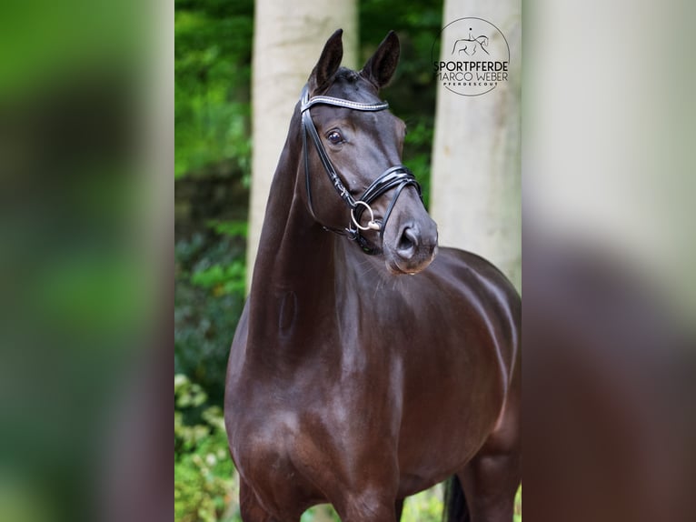 Westphalian Mare 4 years 16,3 hh Black in Wallenhorst