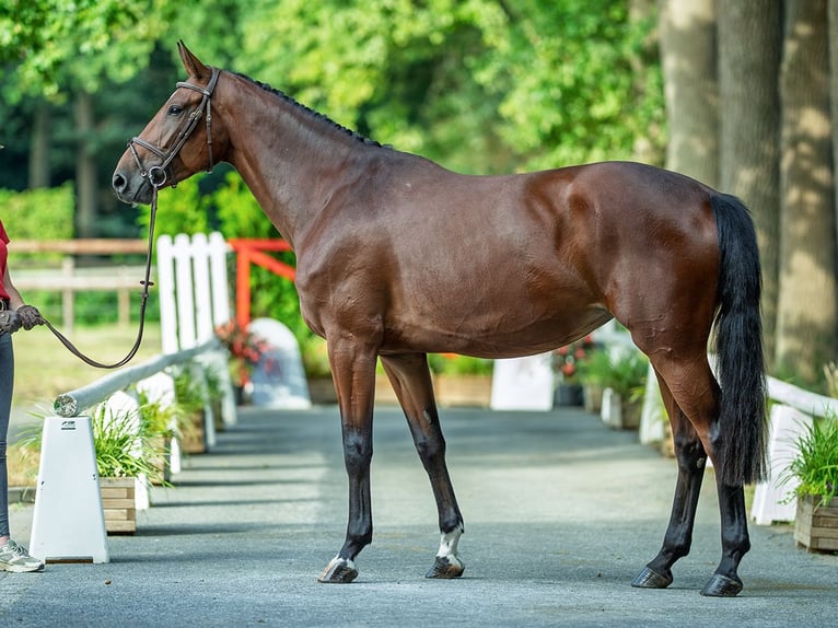 Westphalian Mare 4 years 16,3 hh Brown in M&#xFC;nster