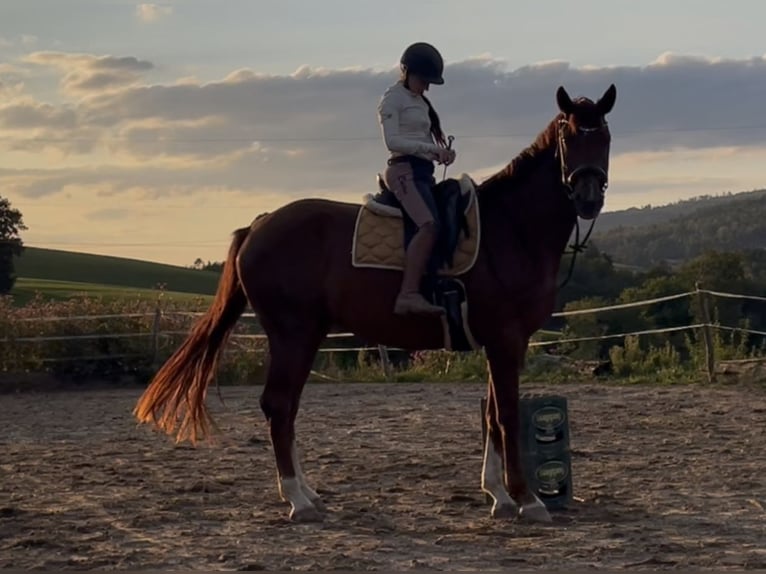 Westphalian Mare 4 years 16,3 hh Chestnut-Red in Hauzenberg