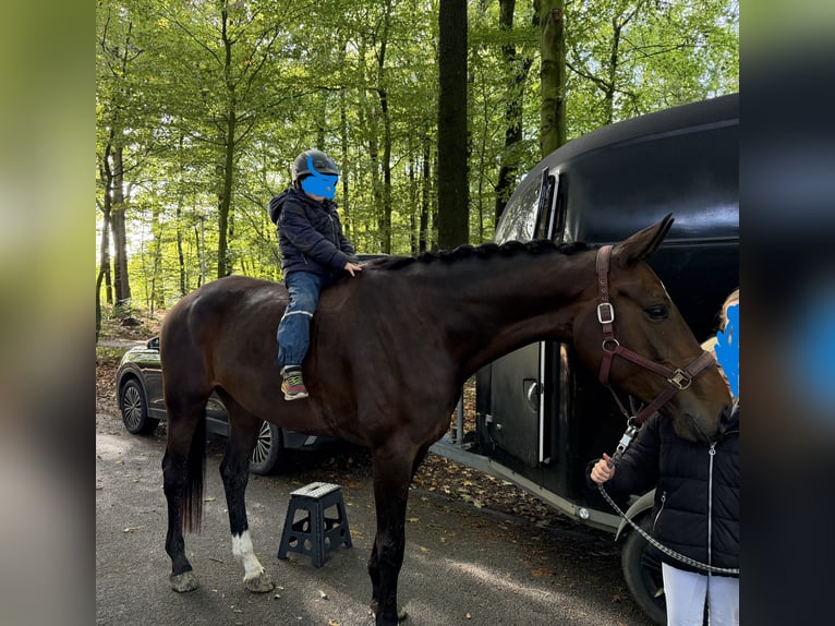 Westphalian Mare 4 years 17.1 hh Brown in Ibbenbüren