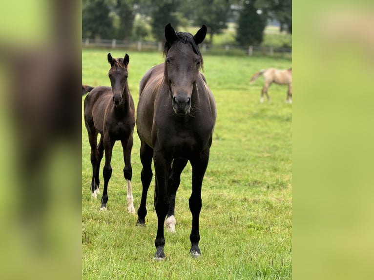 Westphalian Mare 4 years 17 hh Bay-Dark in Merzen