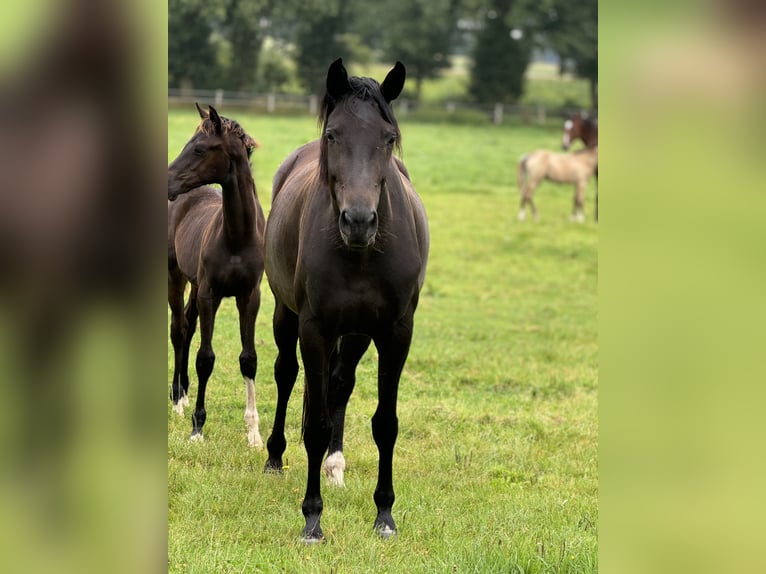 Westphalian Mare 4 years 17 hh Bay-Dark in Merzen