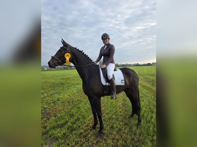 Westphalian Mare 4 years 17 hh Bay-Dark in Minden