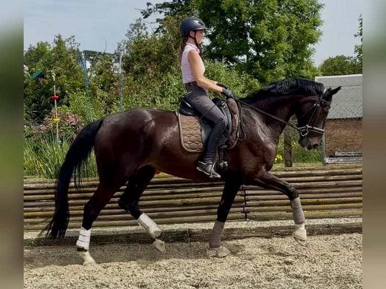 Westphalian Mare 4 years 17 hh Bay-Dark in Velpke