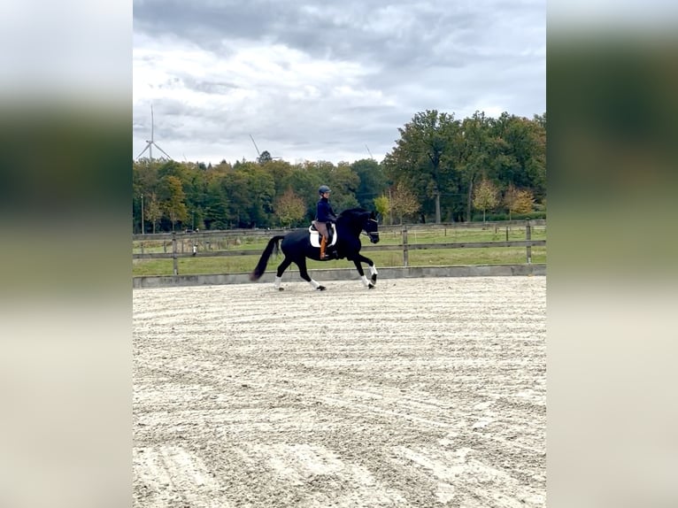 Westphalian Mare 4 years 17 hh Black in Amelinghausen