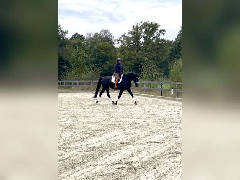 Westphalian Mare 4 years 17 hh Black in Amelinghausen