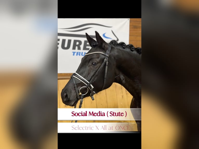 Westphalian Mare 4 years 17 hh Black in Gevelsberg