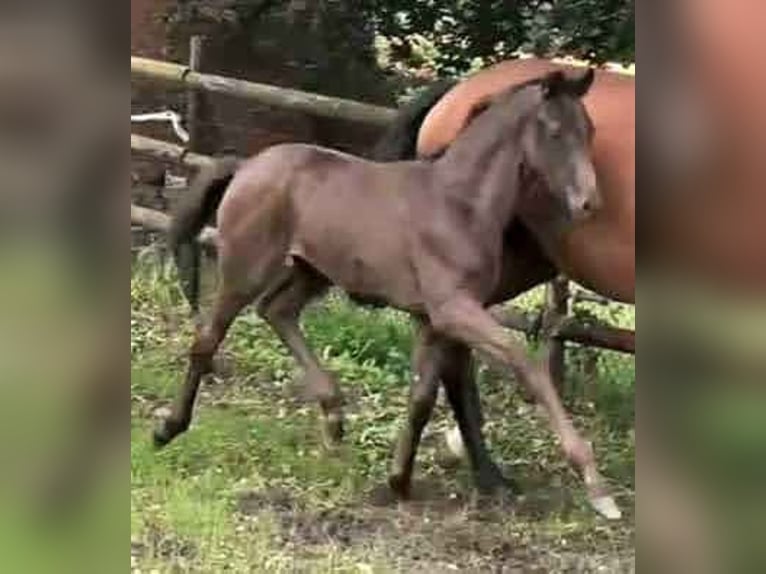 Westphalian Mare 4 years 17 hh Black in Gevelsberg