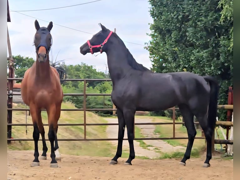 Westphalian Mare 4 years 17 hh Black in Gevelsberg