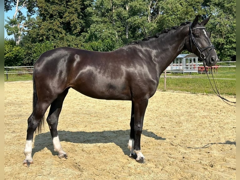 Westphalian Mare 4 years 17 hh Black in Saerbeck