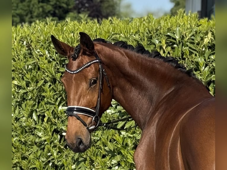 Westphalian Mare 4 years 17 hh Brown in Visbek