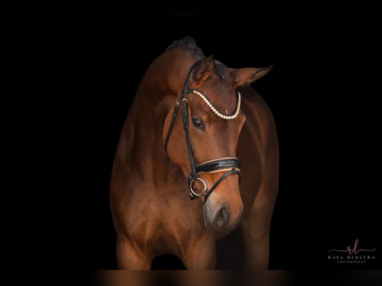 Westphalian Mare 4 years 17 hh Brown in Wehringen