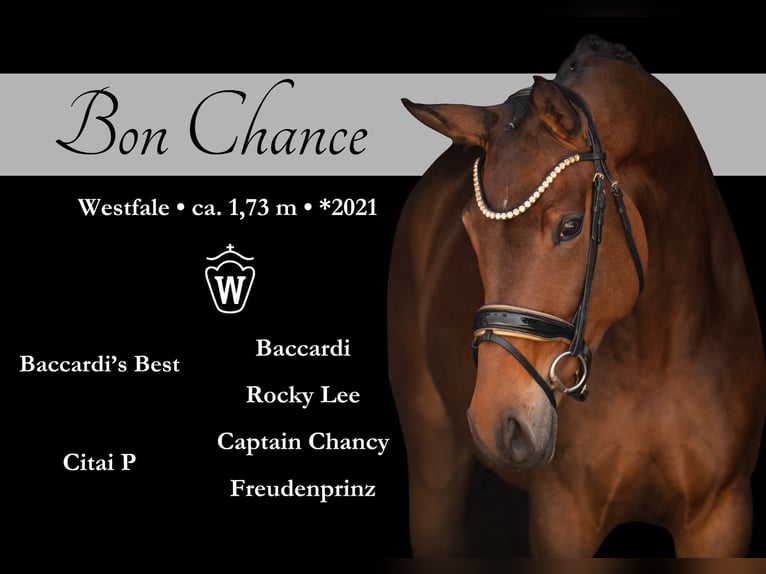 Westphalian Mare 4 years 17 hh Brown in Wehringen
