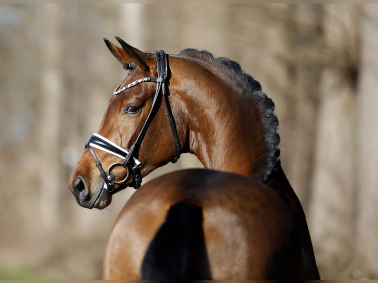 Westphalian Mare 4 years 17 hh Brown in Steinfurt