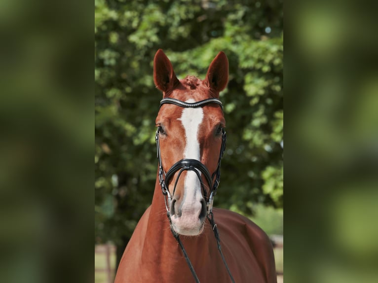 Westphalian Mare 4 years 17 hh Chestnut-Red in Greven