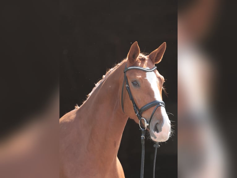 Westphalian Mare 4 years 17 hh Chestnut-Red in Greven