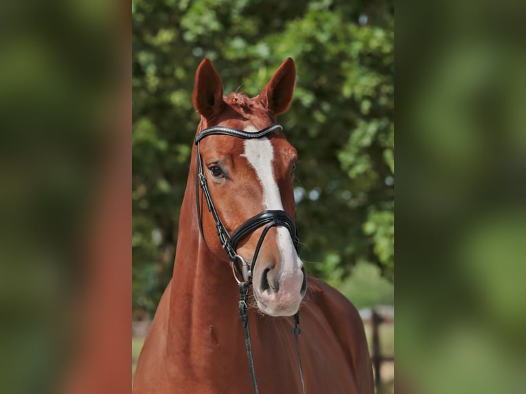 Westphalian Mare 4 years 17 hh Chestnut-Red in Greven