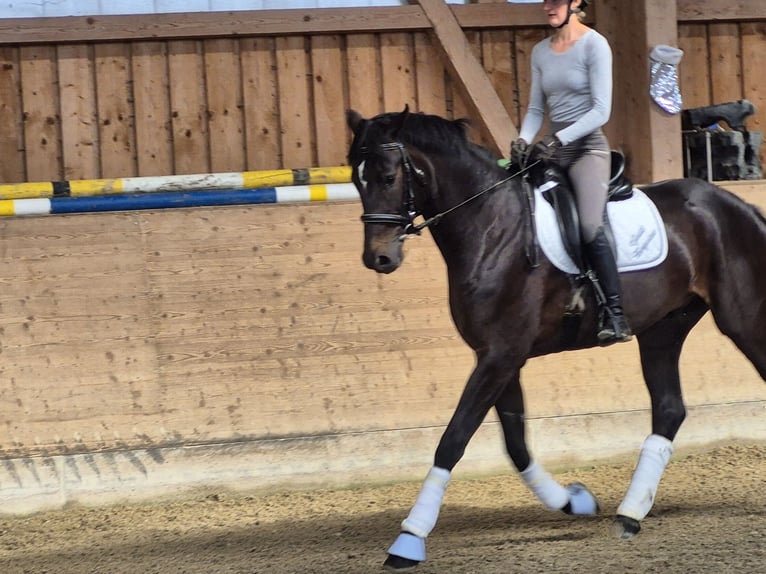 Westphalian Mare 4 years 17 hh Smoky-Black in Mitterberg