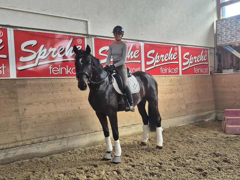 Westphalian Mare 4 years 17 hh Smoky-Black in Mitterberg