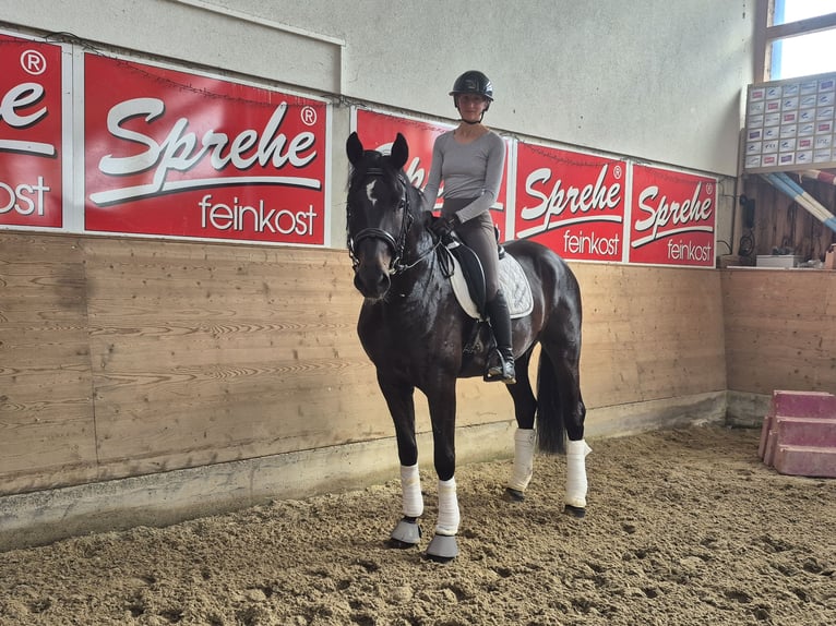Westphalian Mare 4 years 17 hh Smoky-Black in Mitterberg
