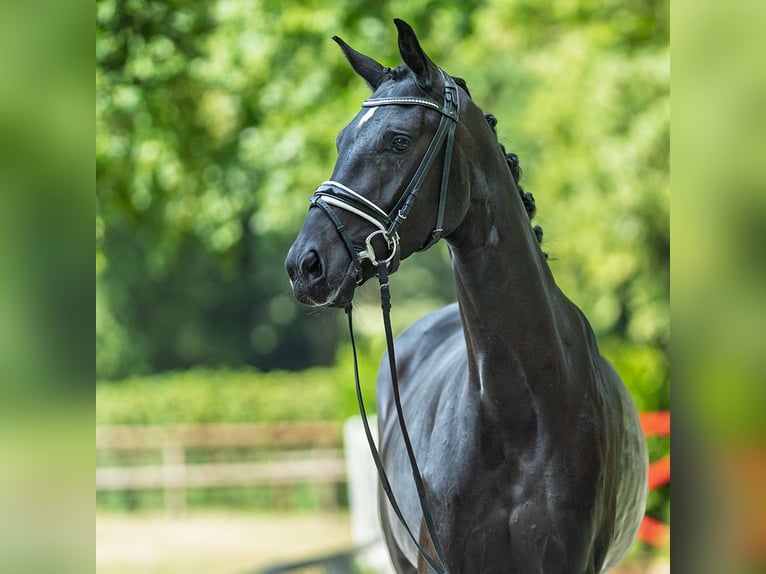 Westphalian Mare 4 years 17 hh Smoky-Black in M&#xFC;nster-Handorf