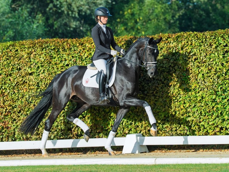 Westphalian Mare 4 years 17 hh Smoky-Black in M&#xFC;nster-Handorf