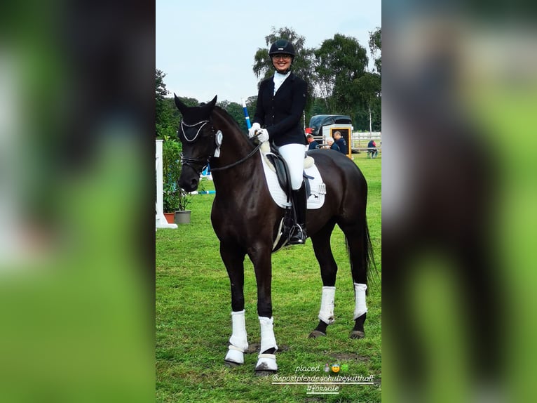 Westphalian Mare 4 years 17 hh Smoky-Black in Saerbeck