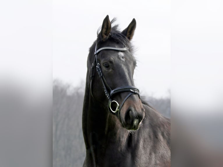 Westphalian Mare 4 years 17 hh Smoky-Black in Spenge