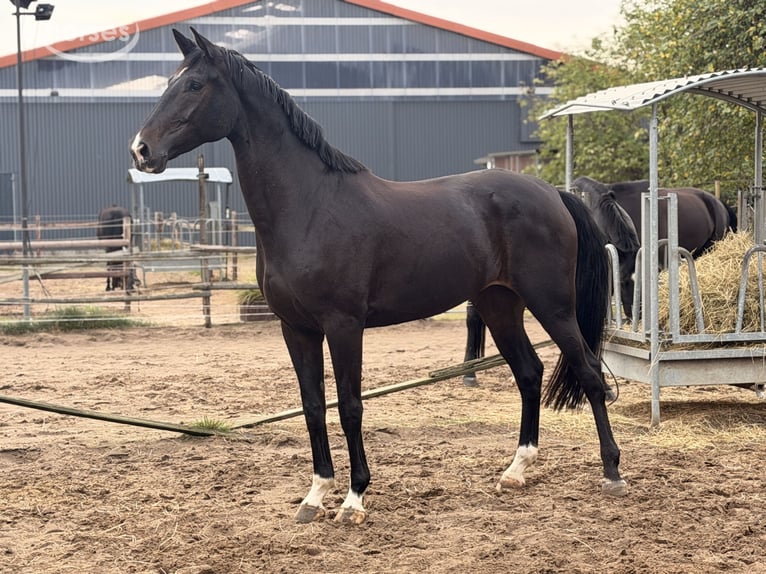 Westphalian Mare 4 years 17 hh Smoky-Black in Velpke