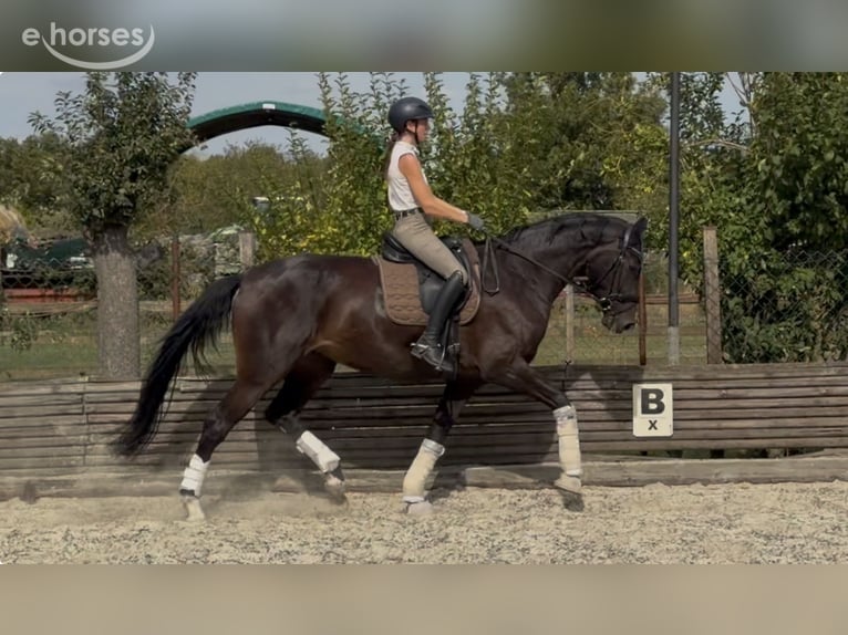 Westphalian Mare 4 years 17 hh Smoky-Black in Velpke