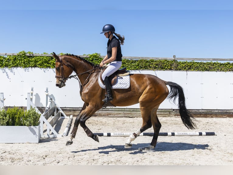 Westphalian Mare 4 years 17,1 hh in Waddinxveen