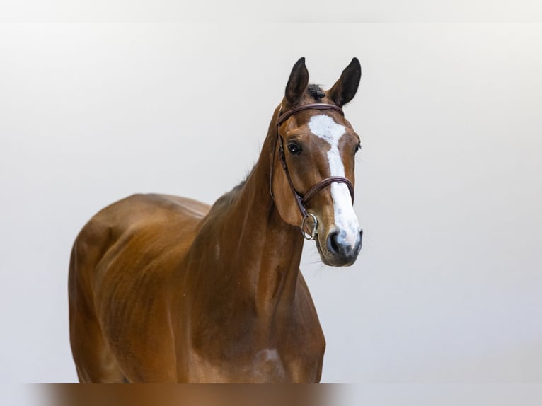Westphalian Mare 4 years 17,1 hh in Waddinxveen