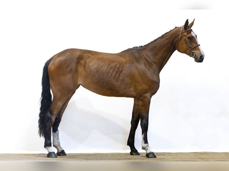 Westphalian Mare 4 years 17,1 hh in Waddinxveen