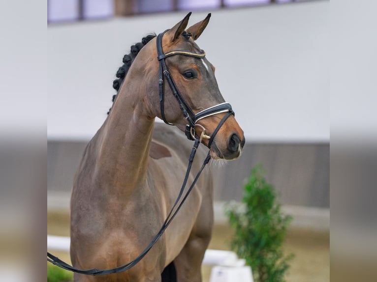 Westphalian Mare 4 years Brown in Münster-Handorf