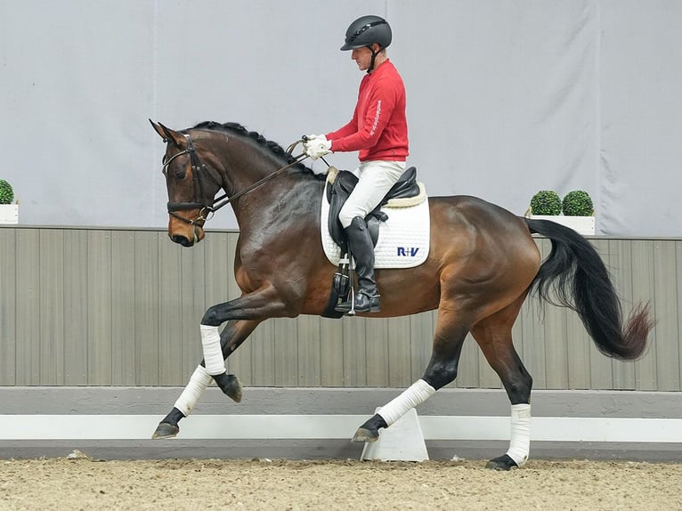 Westphalian Mare 4 years Brown in Münster-Handorf