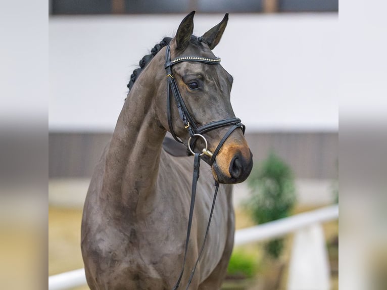 Westphalian Mare 4 years Brown in Münster-Handorf