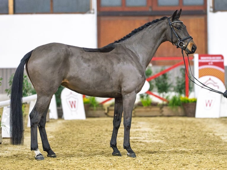 Westphalian Mare 4 years Brown in Münster-Handorf
