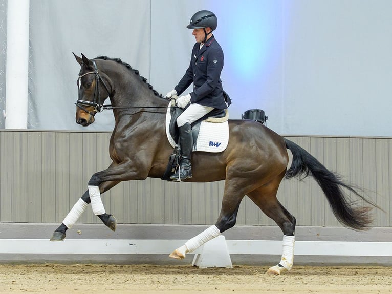Westphalian Mare 4 years Brown in Münster-Handorf