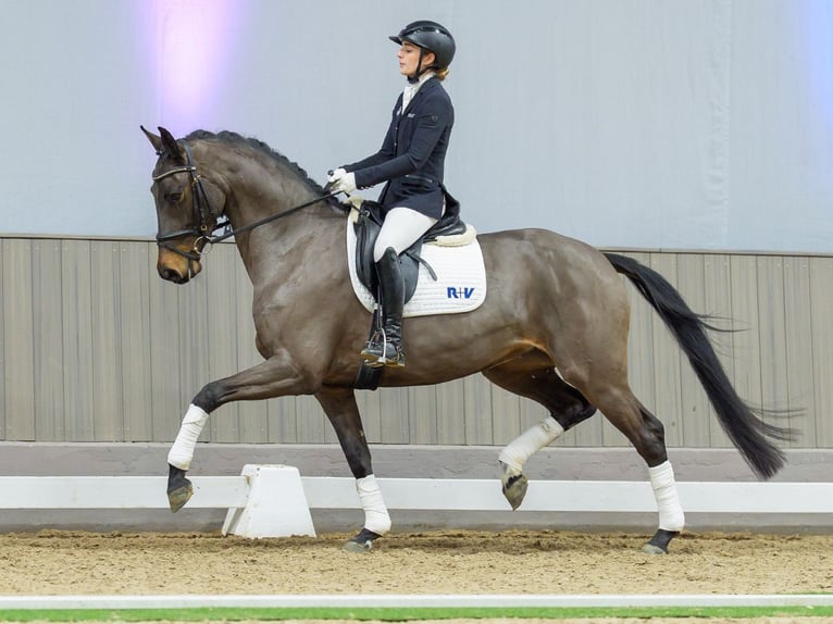 Westphalian Mare 4 years Brown in Münster-Handorf