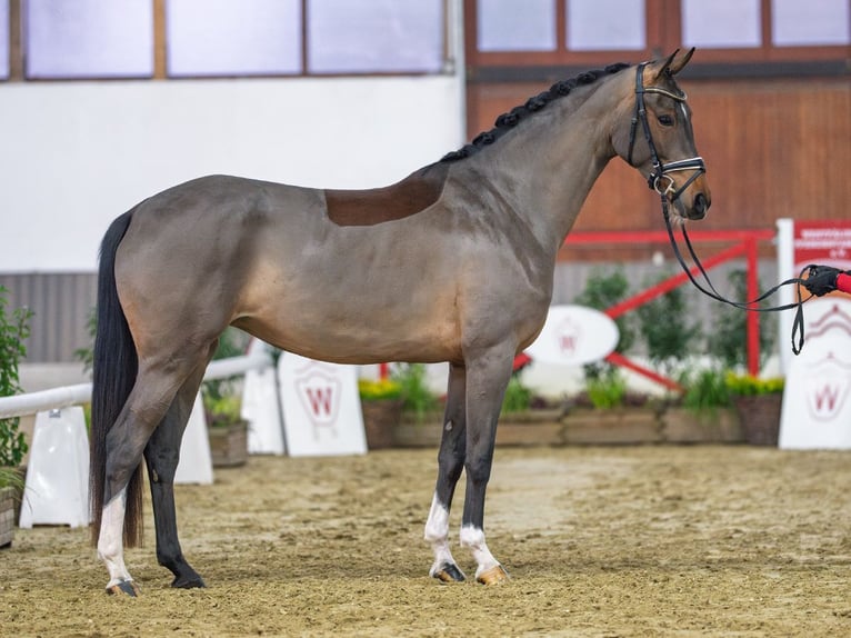 Westphalian Mare 4 years Brown in Münster-Handorf