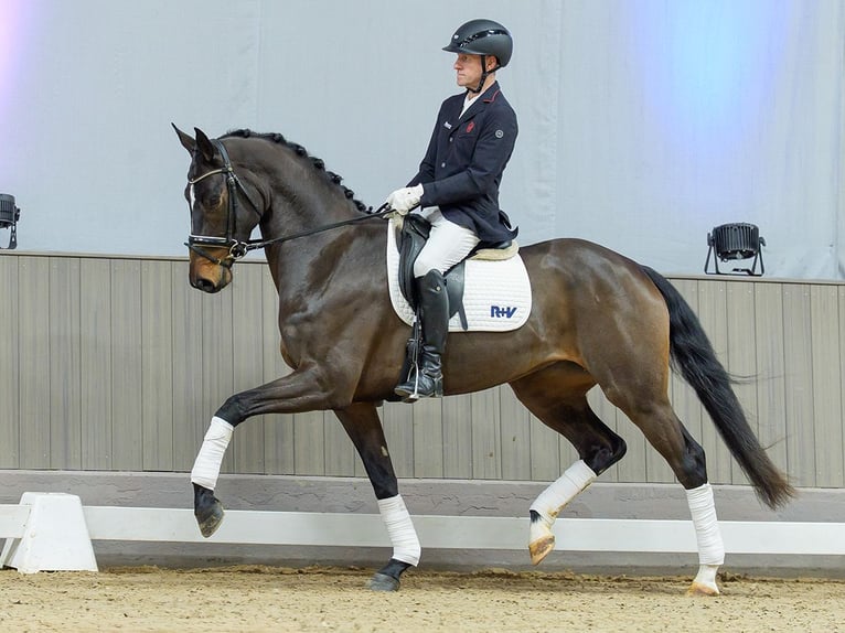 Westphalian Mare 4 years Brown in Münster-Handorf