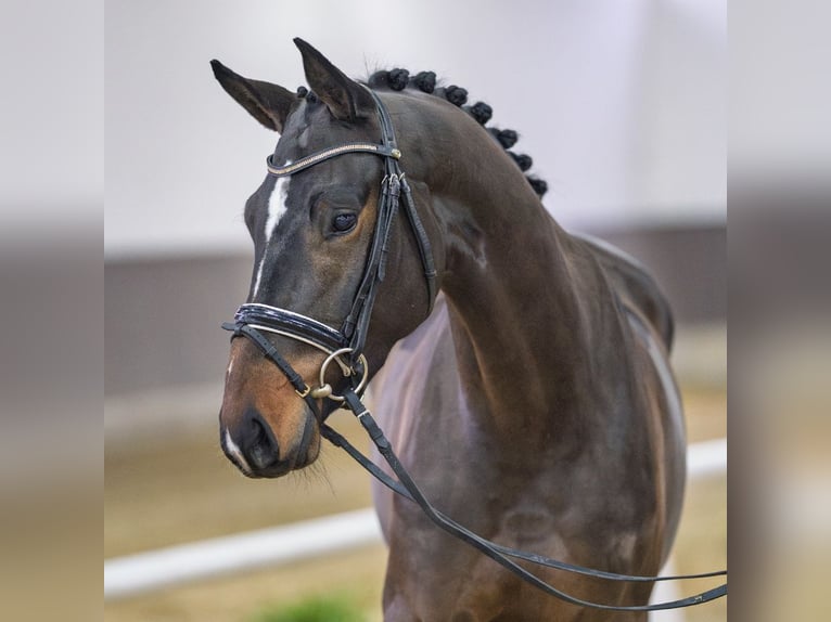 Westphalian Mare 4 years Brown in Münster-Handorf