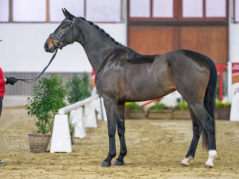 Westphalian Mare 4 years Brown in Münster-Handorf