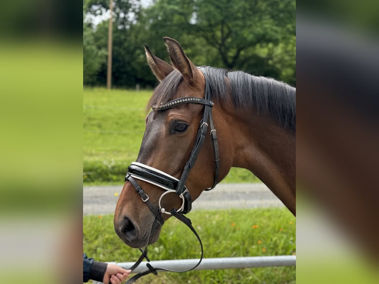 Westphalian Mare 4 years Brown in Wilnsdorf