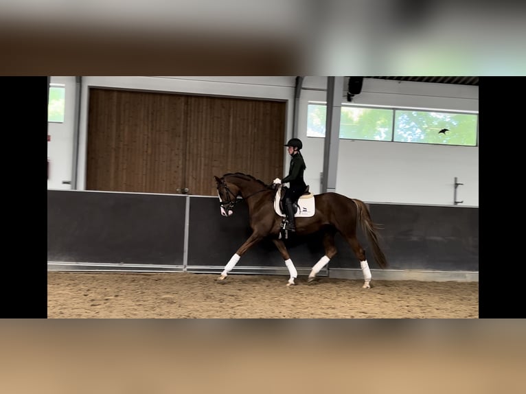 Westphalian Mix Mare 4 years Chestnut in Máriakálnok