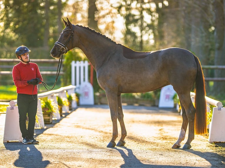 Westphalian Mare 4 years Chestnut in Münster-Handorf