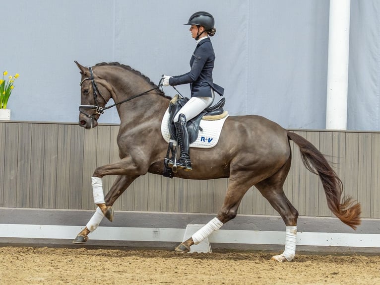 Westphalian Mare 4 years Chestnut in Münster-Handorf