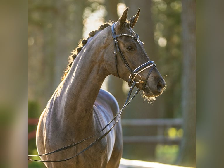 Westphalian Mare 4 years Chestnut in Münster-Handorf